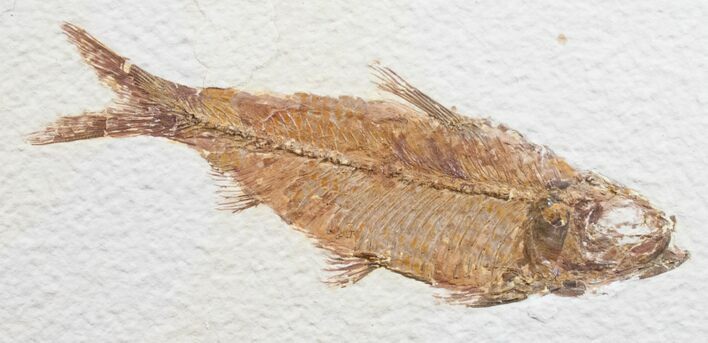 Knightia Fossil Fish - Wyoming #10849